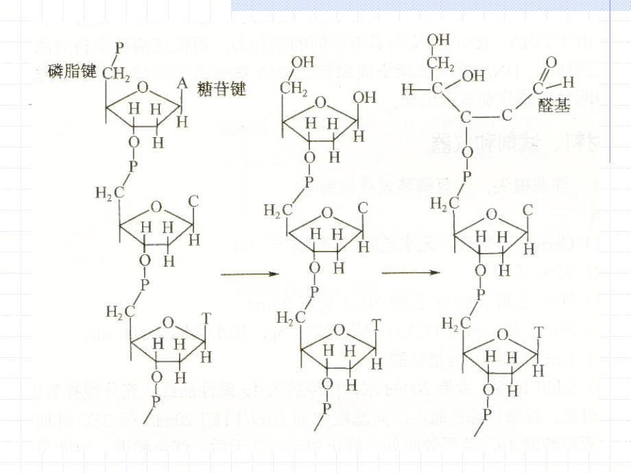 实验三 Feulgen反应显示DNA3_第5页