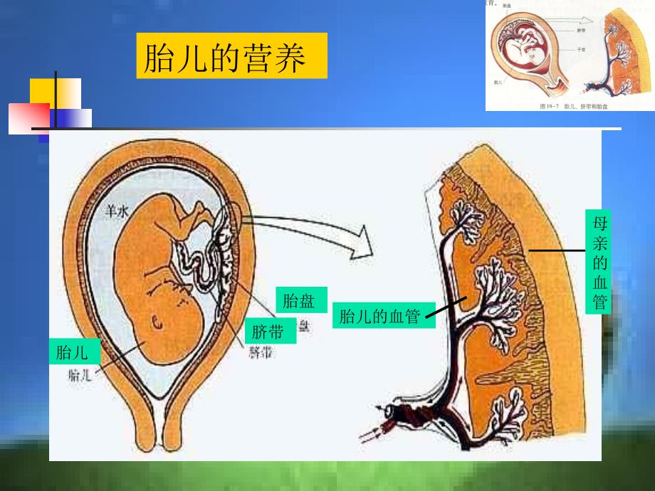 婴儿的诞生课件_第4页