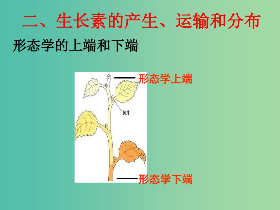 高中生物 3.2 生长素的生理作用课件 新人教版必修3..ppt_第2页