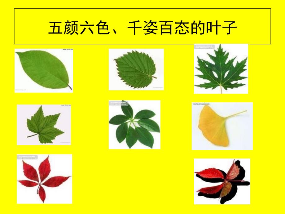 树叶粘贴画课件用_第4页