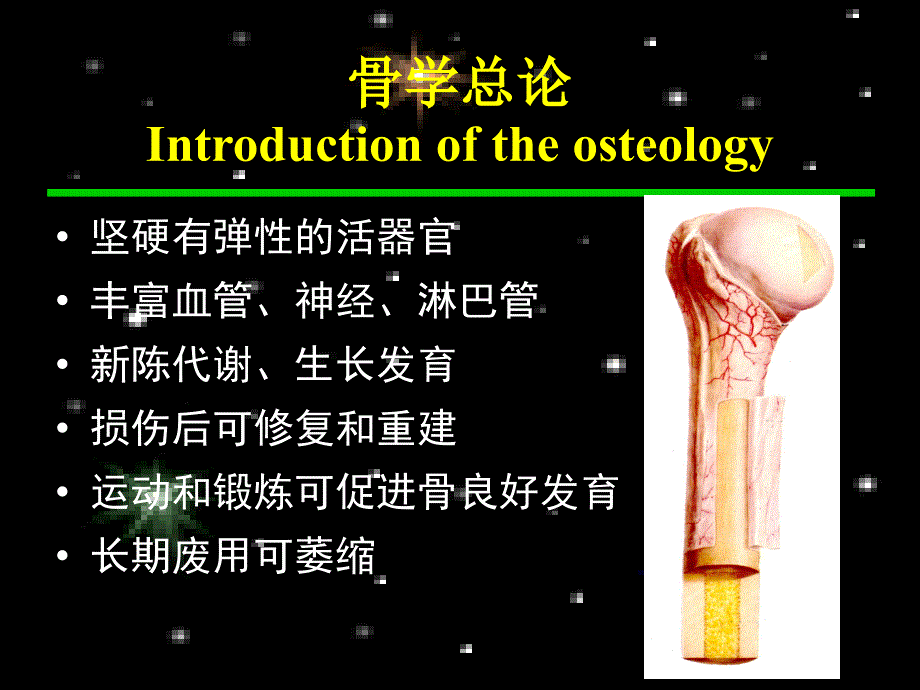 人体骨骼.ppt_第1页