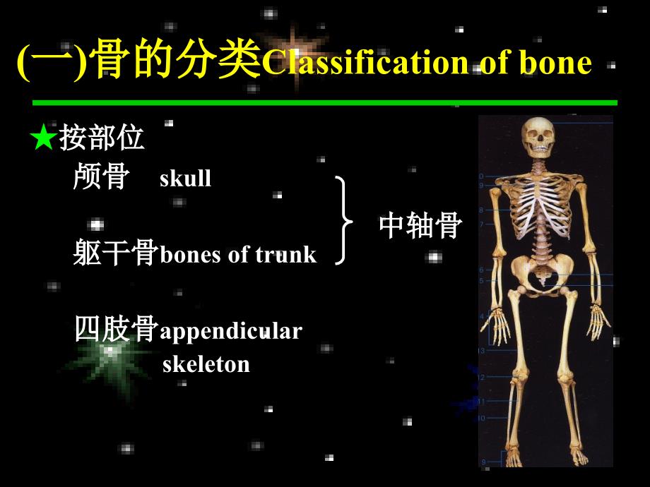 人体骨骼.ppt_第2页