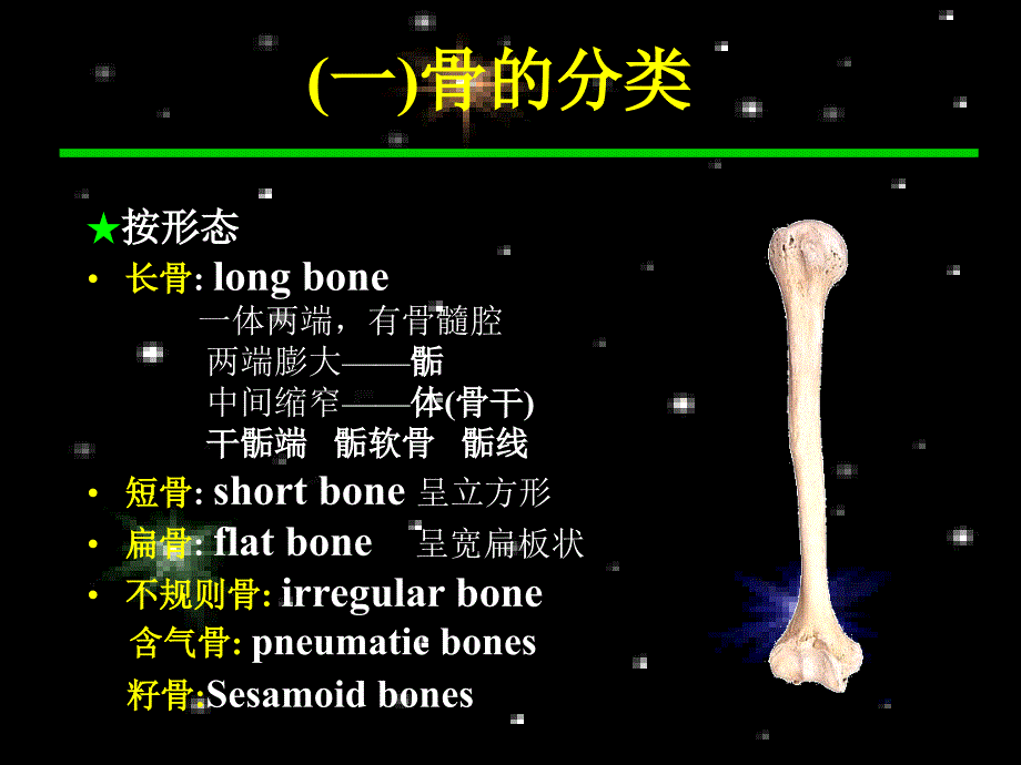 人体骨骼.ppt_第3页