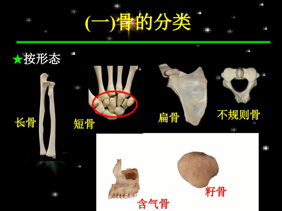 人体骨骼.ppt_第4页