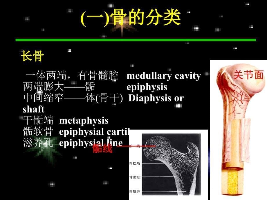 人体骨骼.ppt_第5页