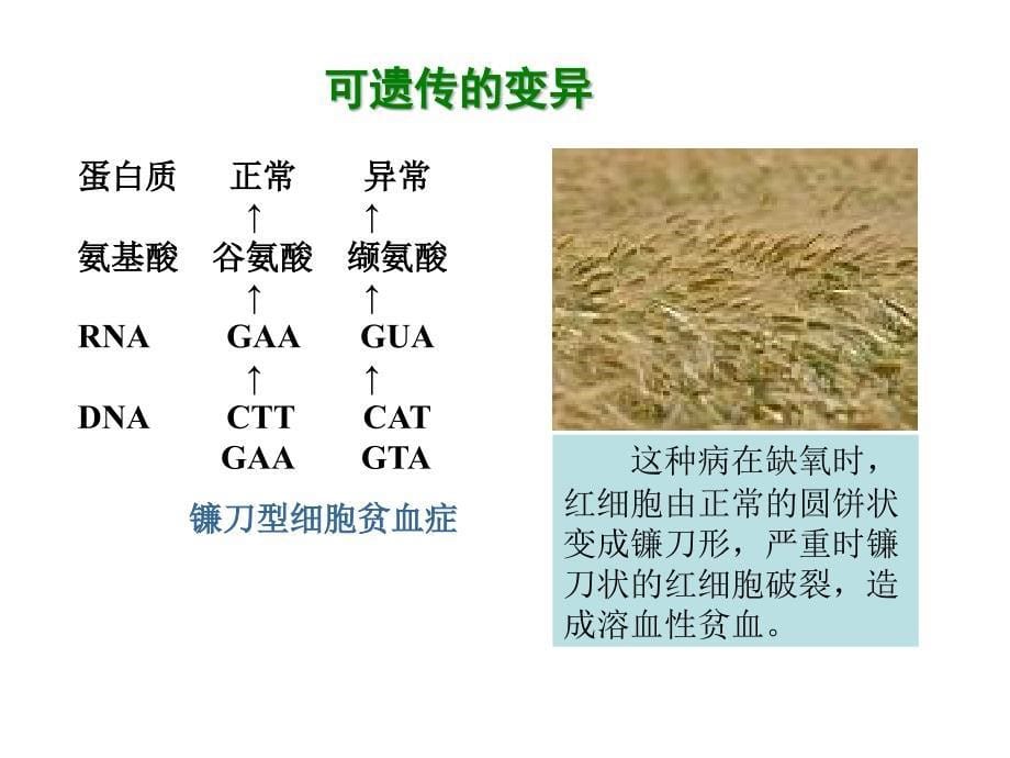 生物上册第15章第五节生物的变异_第5页