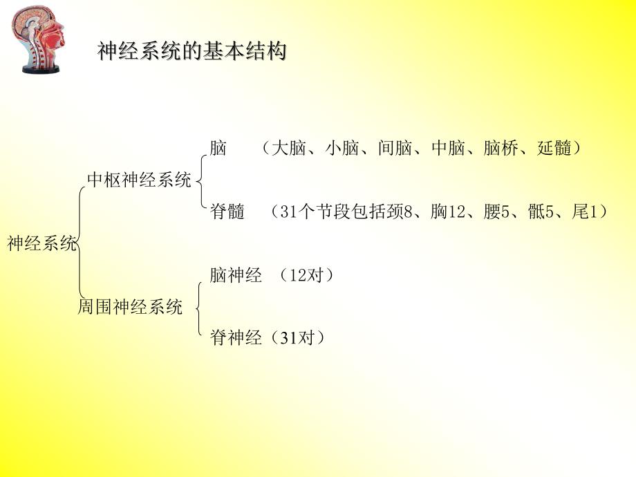 《神经系统发育》PPT课件.ppt_第2页