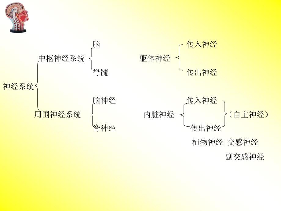 《神经系统发育》PPT课件.ppt_第3页