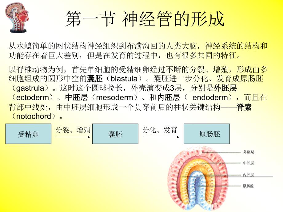 《神经系统发育》PPT课件.ppt_第4页