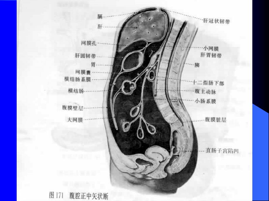 腹腔及腹膜后CT诊断1_第4页