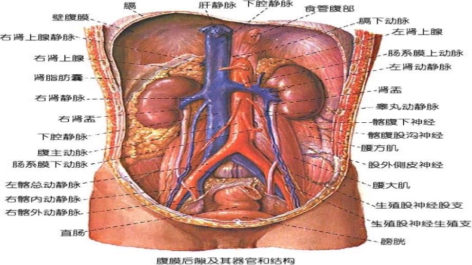 腹主动脉瘤的护理课件_第4页