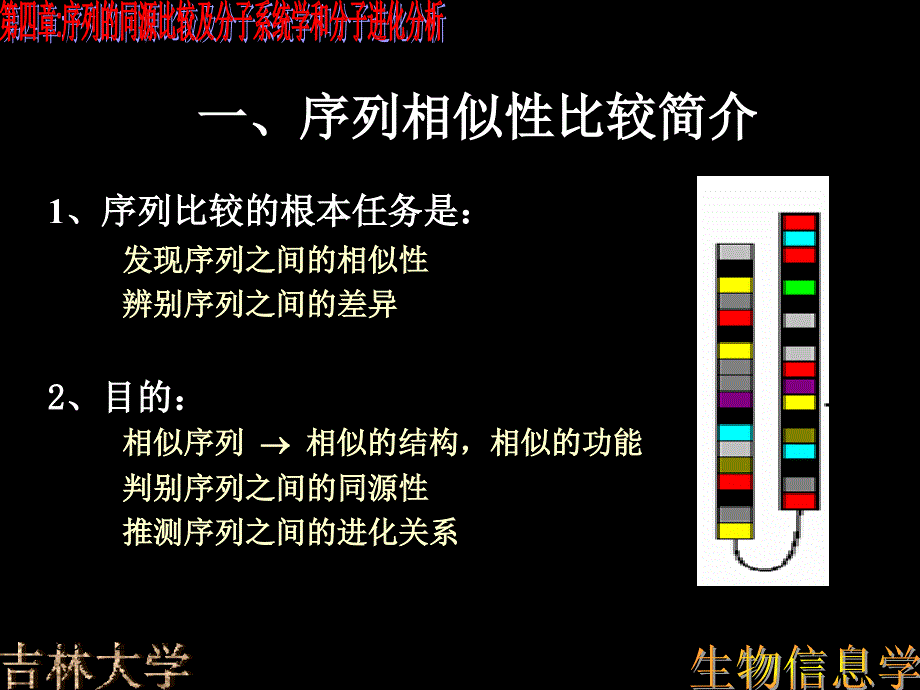 第四章序列的同源比较及分子系统学和分子进化分析1_第4页