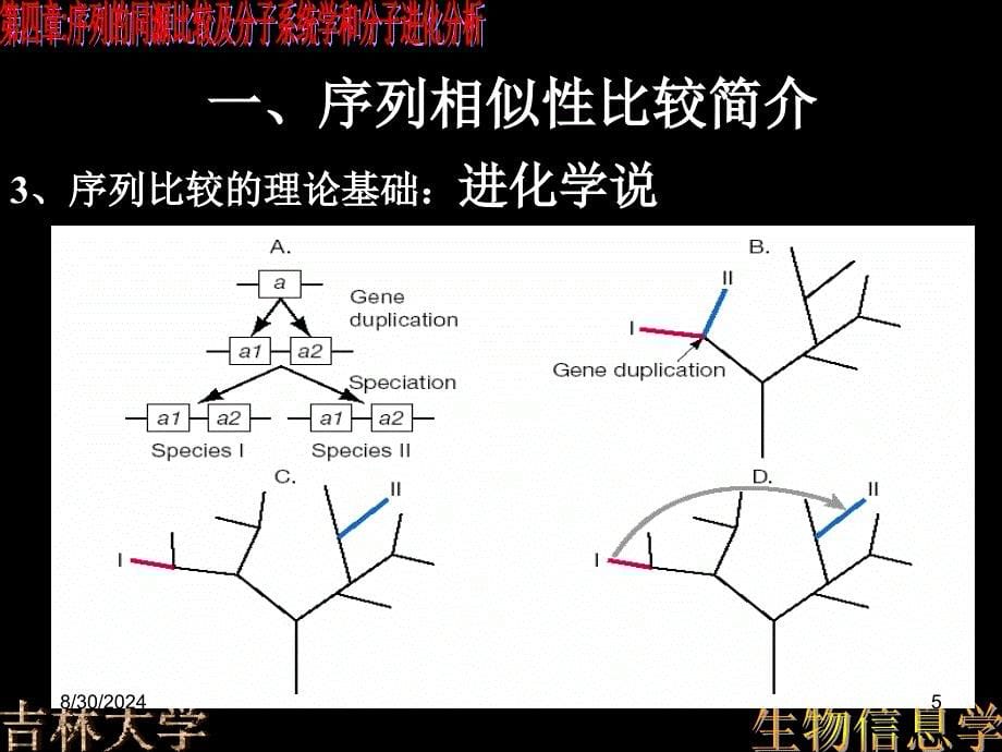 第四章序列的同源比较及分子系统学和分子进化分析1_第5页