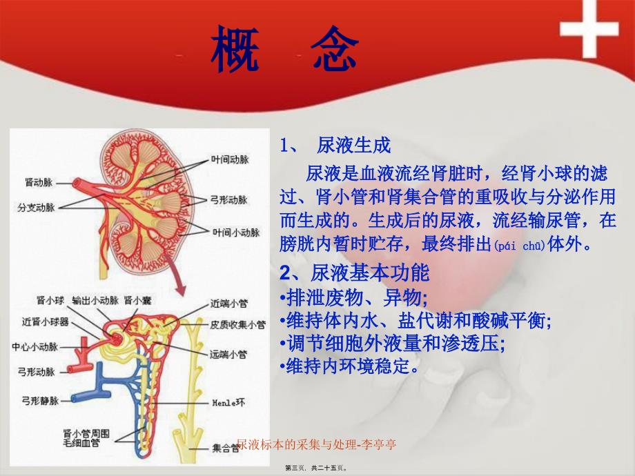 尿液标本的采集与处理-李亭亭课件_第3页