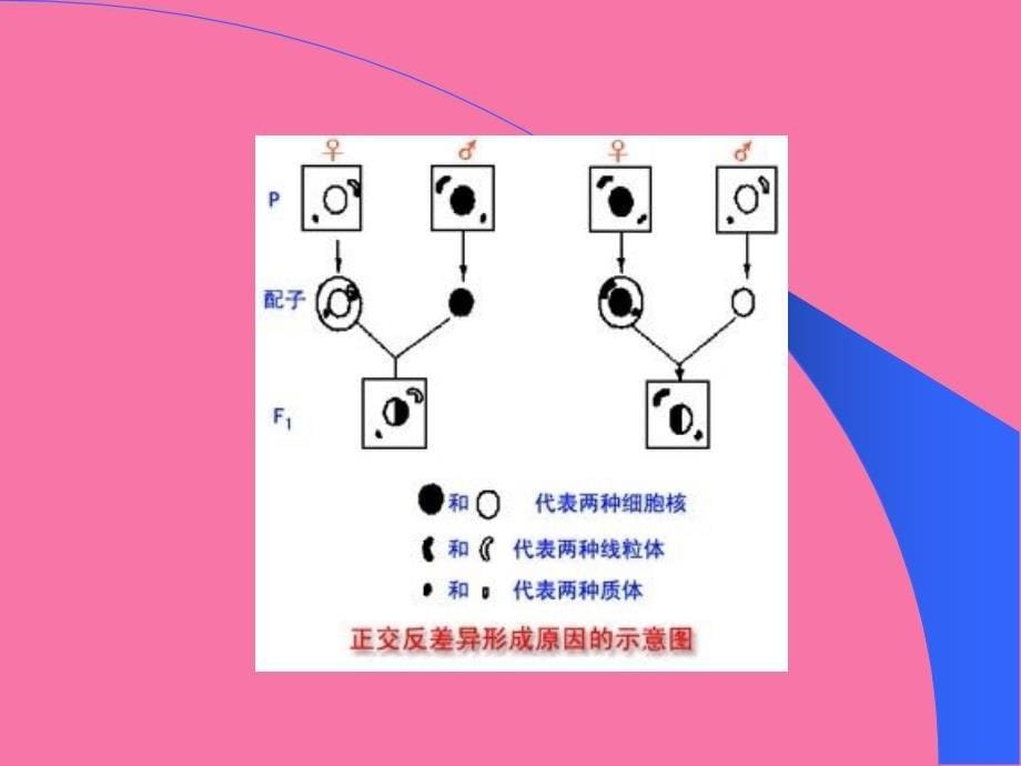 核外遗传细胞质ppt课件_第5页