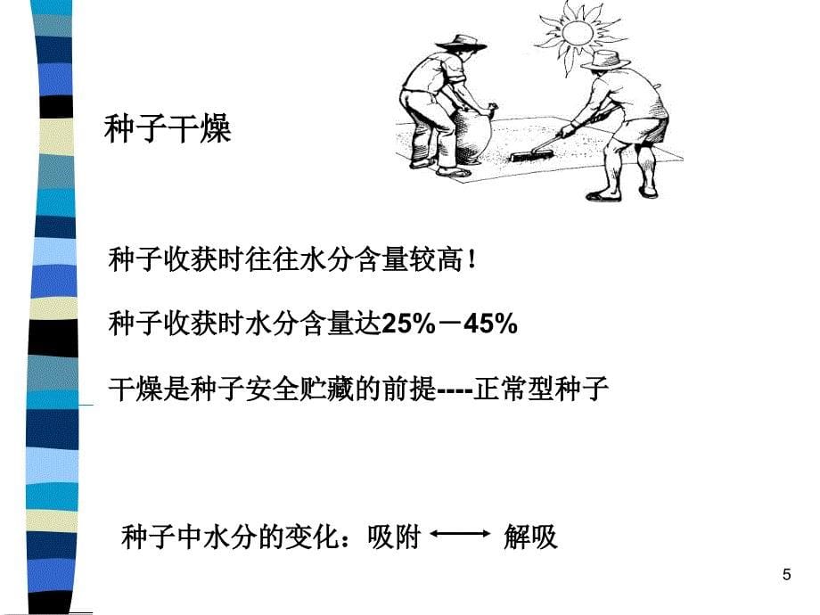 种子加工贮藏PPT精品文档_第5页