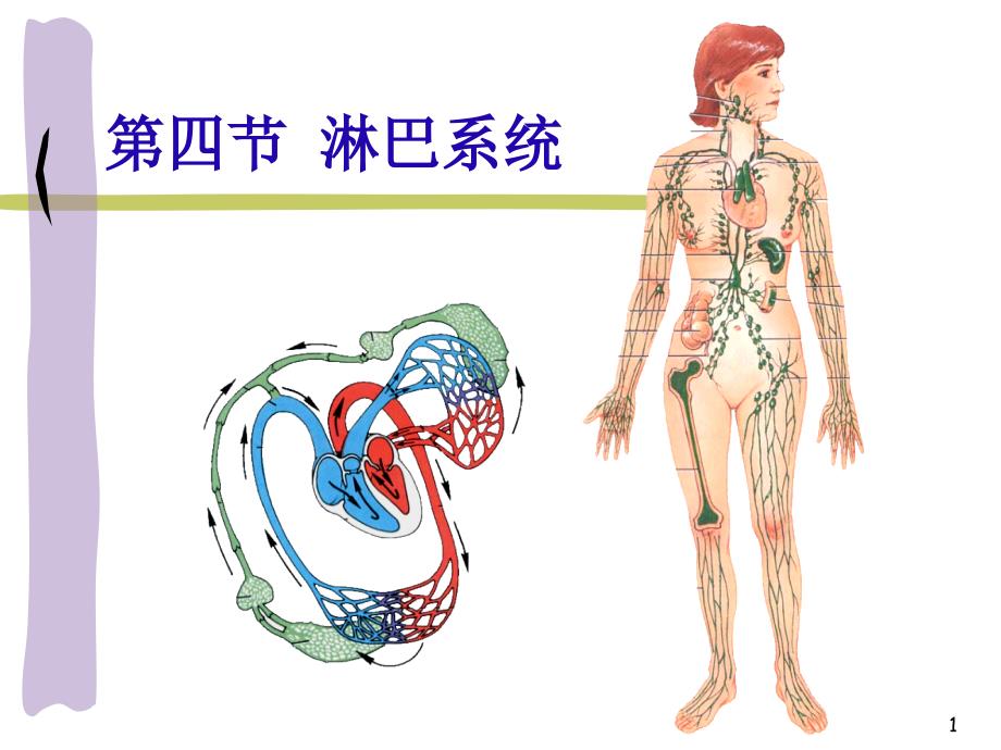 第四部分淋巴系统_第1页