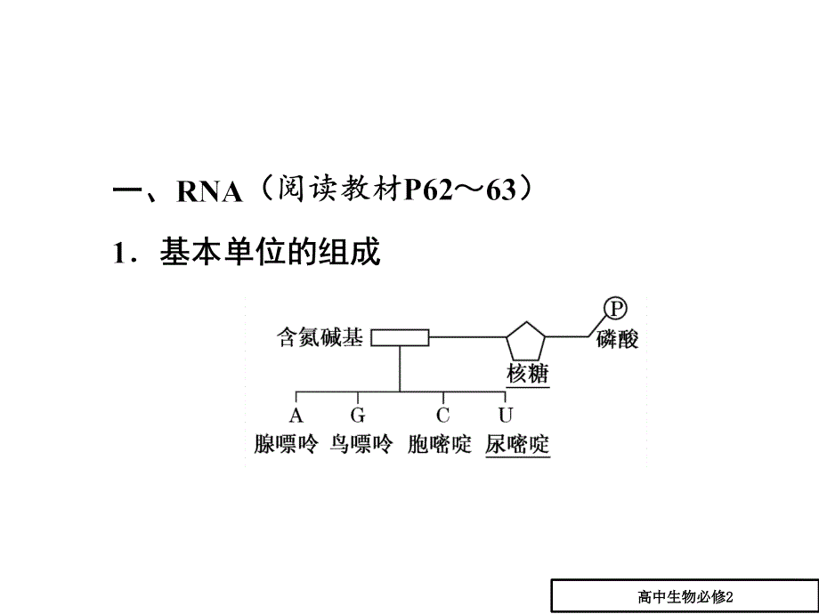 高一生物人教版必修二课件：第4章_第1节_基因指导蛋白质的合成_第3页