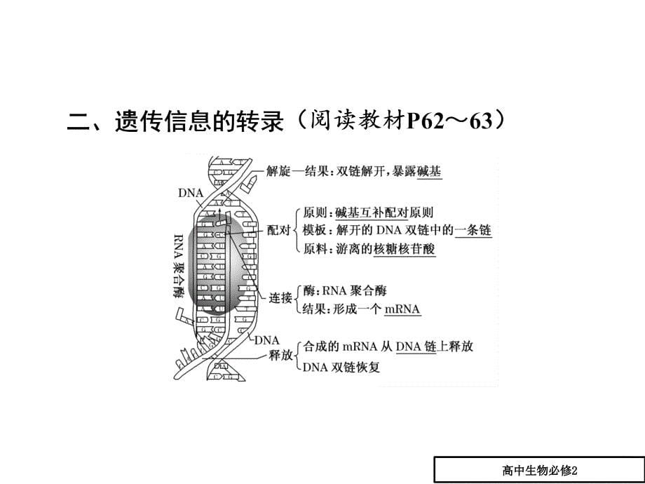 高一生物人教版必修二课件：第4章_第1节_基因指导蛋白质的合成_第5页