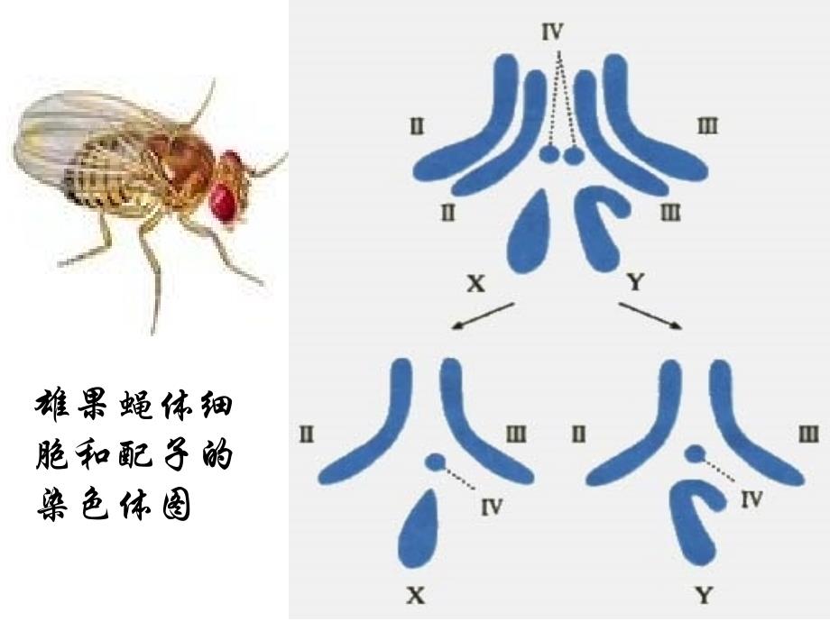 2022章节减数分裂_第3页