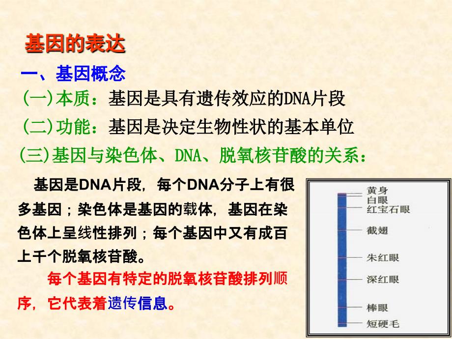 基因对性状的控制PPT课件_第2页