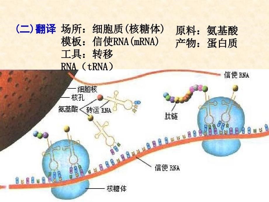 基因对性状的控制PPT课件_第5页