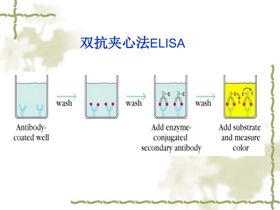 分子医学技能：ELISA 酶联免疫吸附实验_第4页