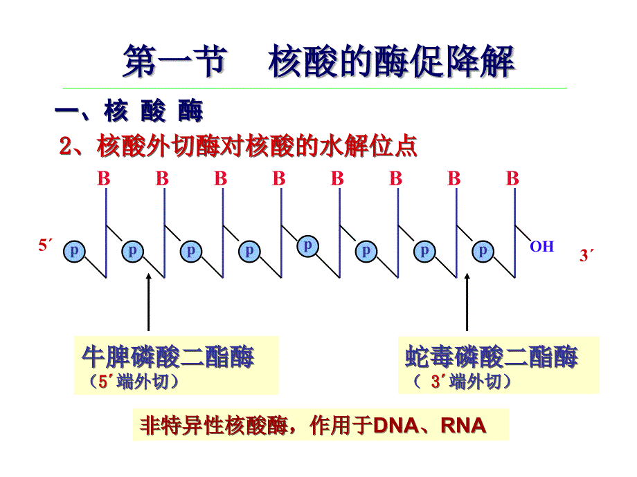 生物化学：第八章 核酸的酶促降解和核苷酸代谢_第3页