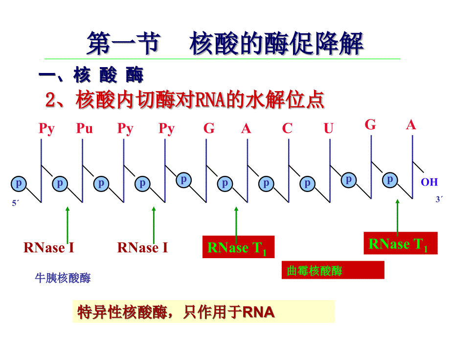 生物化学：第八章 核酸的酶促降解和核苷酸代谢_第4页