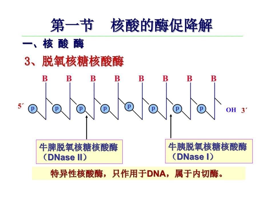 生物化学：第八章 核酸的酶促降解和核苷酸代谢_第5页