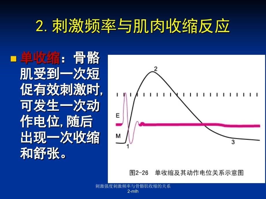 刺激强度刺激频率与骨骼肌收缩的关系2-mlh课件_第5页