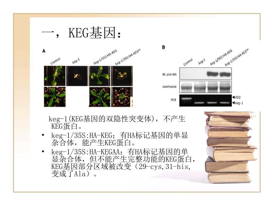 拟南芥泛素化课件_第5页