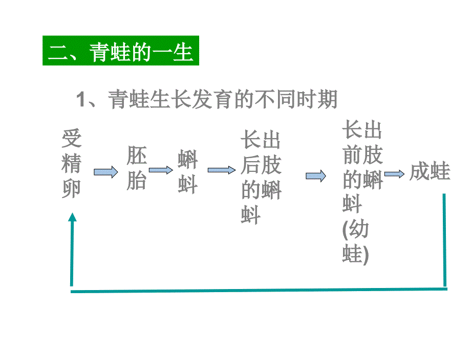 14动物生长周期昆虫_第1页