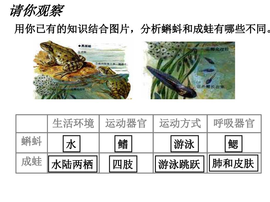 14动物生长周期昆虫_第3页