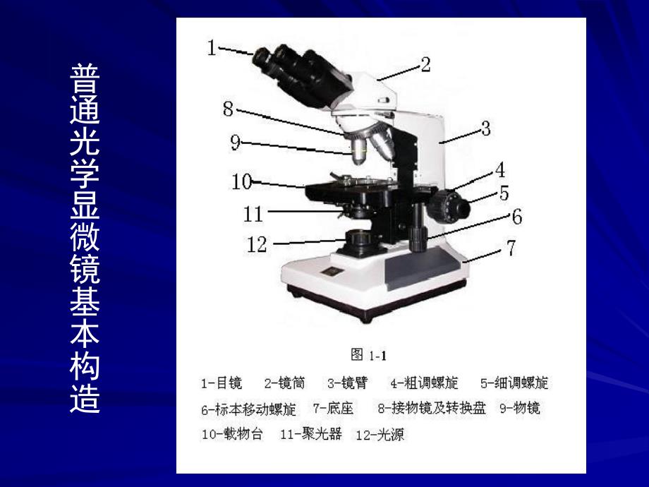 实验一、普通光学显微镜的使用及细菌形态的观察_第4页