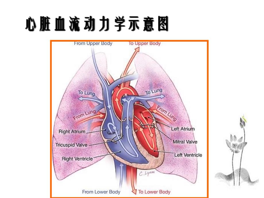 心脏瓣膜病二尖瓣关闭不全_第2页