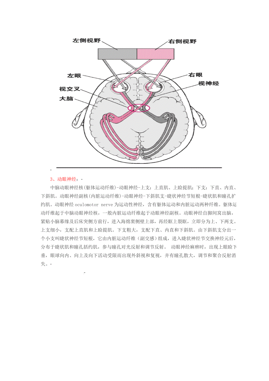 (推荐)十二对脑神经(附图).doc_第4页