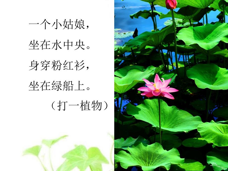 小古文《荷》教学_第1页