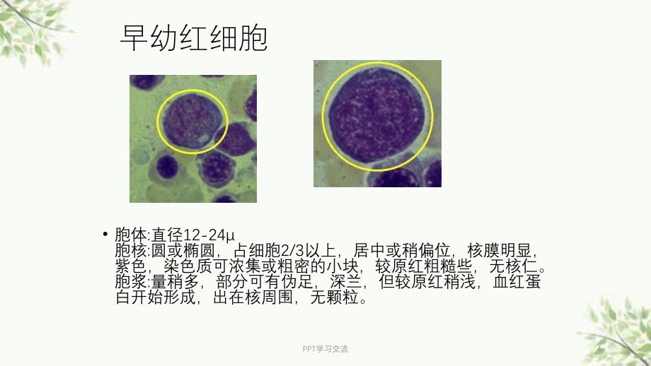 常见血细胞形态课件_第4页