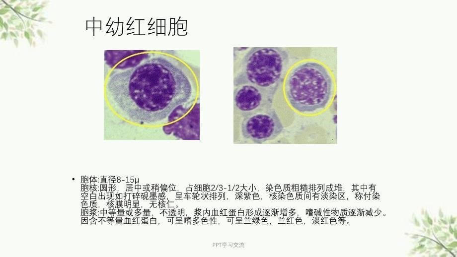 常见血细胞形态课件_第5页