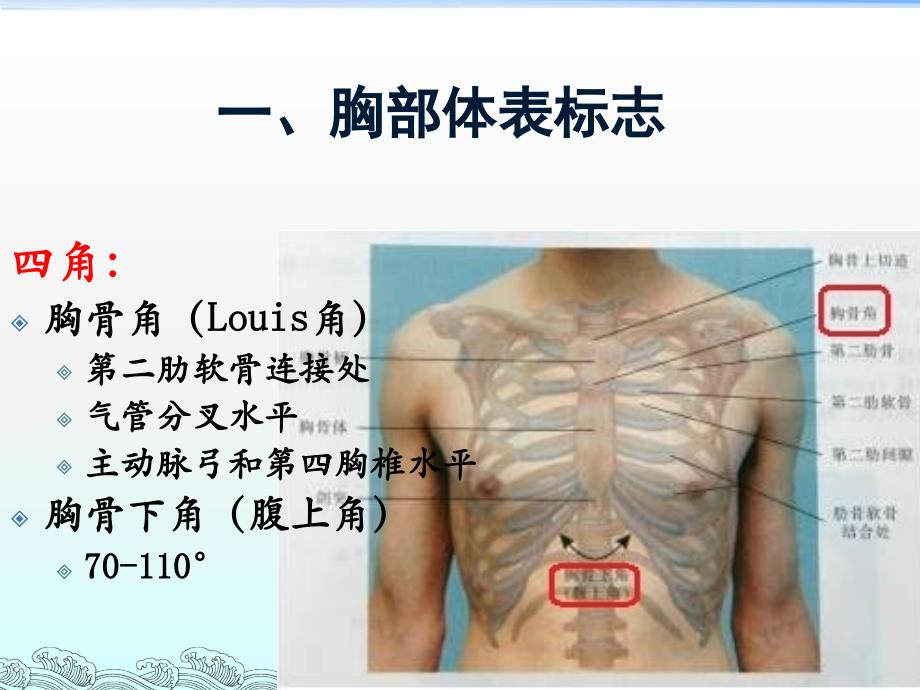 胸部体格检查-整理版ppt课件_第2页