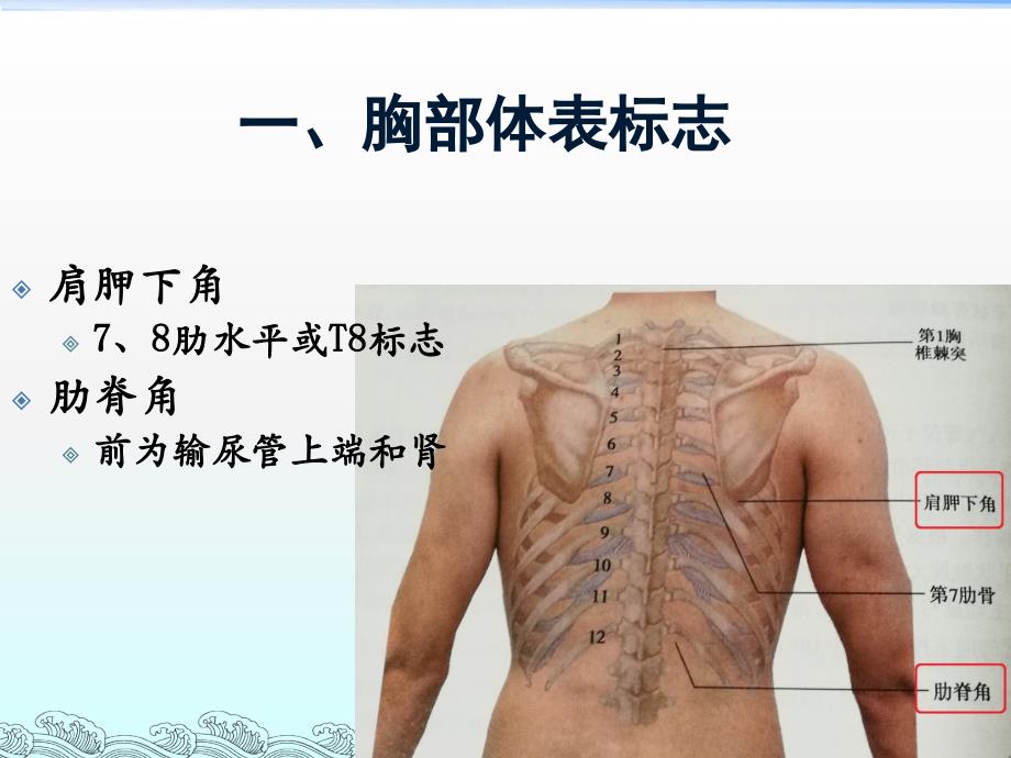 胸部体格检查-整理版ppt课件_第3页