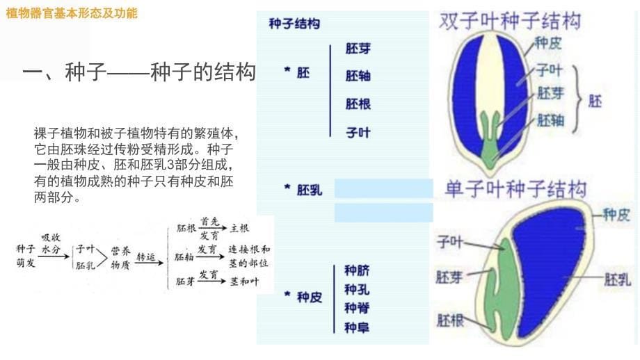 植物学基础知识ppt课件_第5页