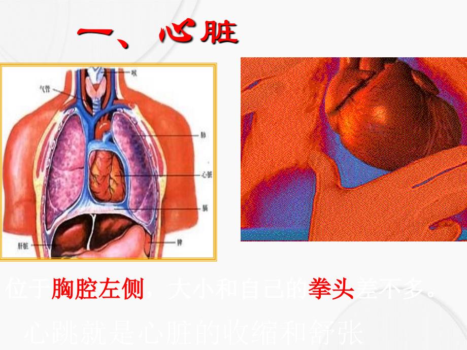 五年级科学上册第8课心脏和血管课件1青岛版青岛版小学五年级上册自然科学课件_第3页