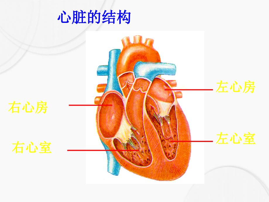 五年级科学上册第8课心脏和血管课件1青岛版青岛版小学五年级上册自然科学课件_第4页