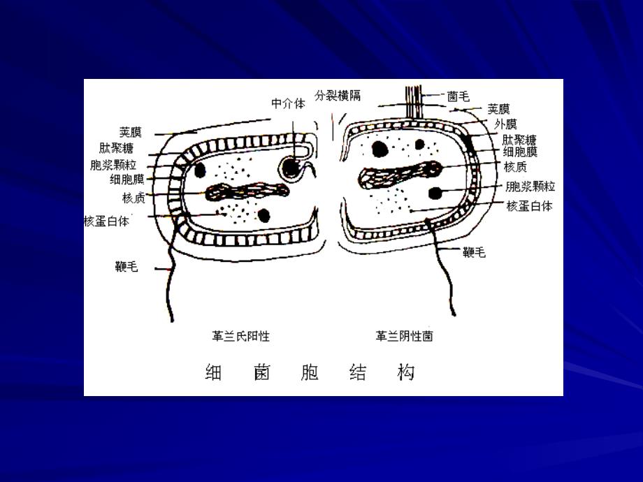 园林植物病虫害防治课件ppt课件_第3页