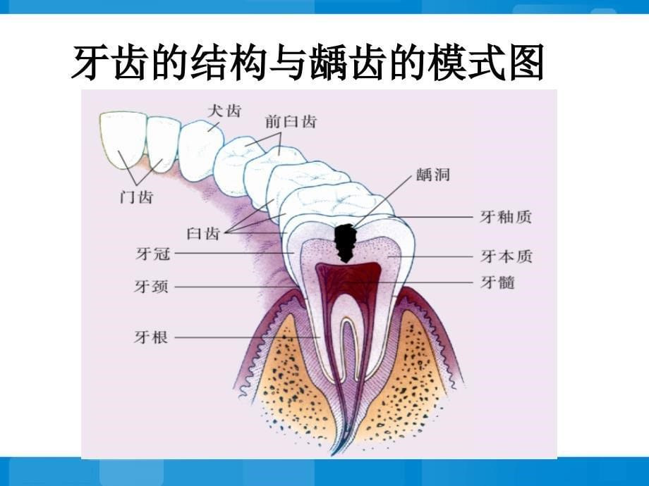 《人体的消化与吸收》参考课件2_第5页