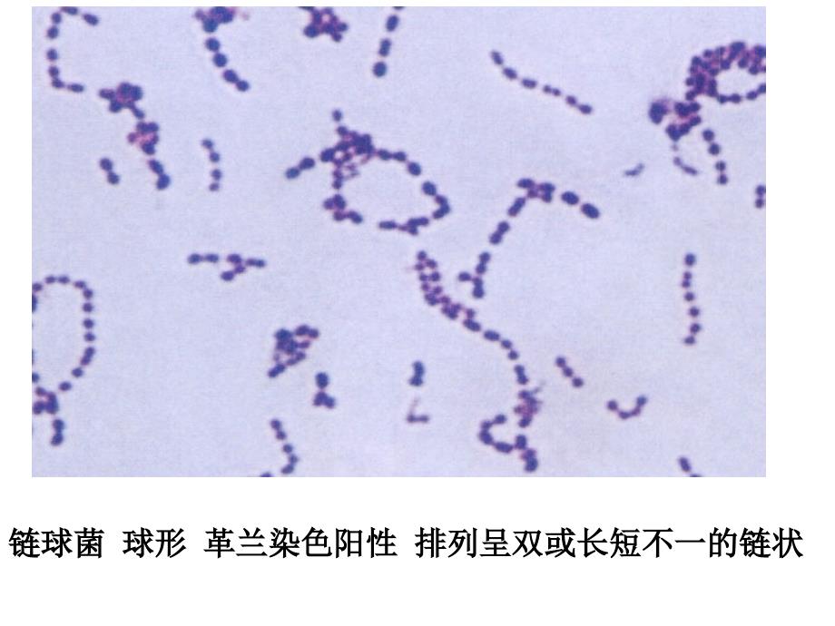 微生物学形态学示教_第2页