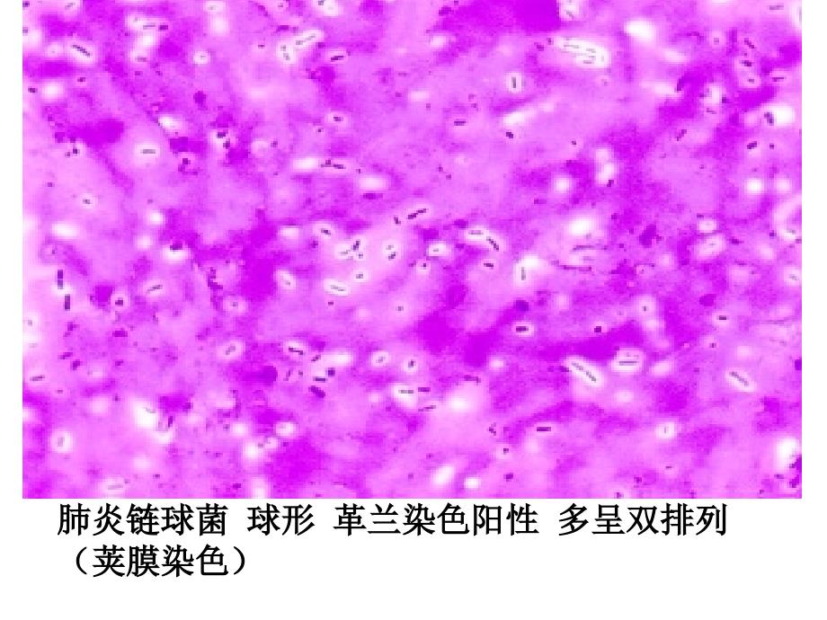 微生物学形态学示教_第3页