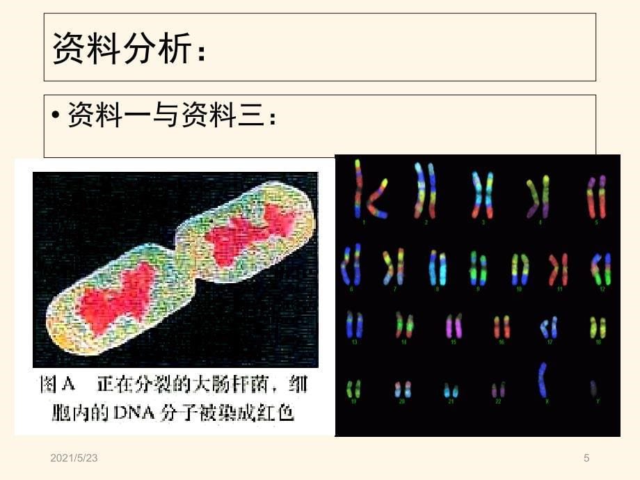 基因是具有遗传效应的DNA片段_第5页